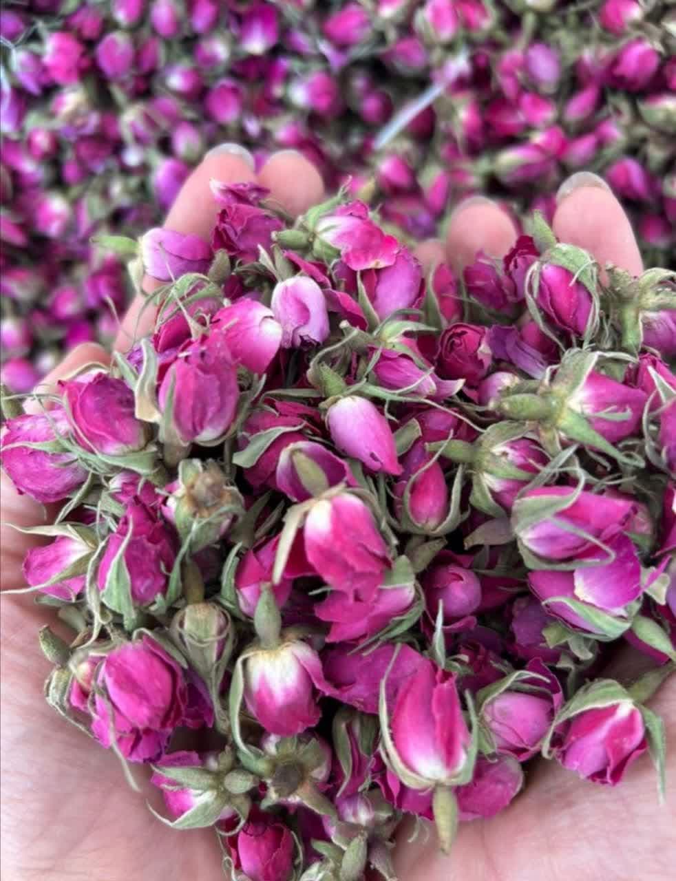 قیمت گل محمدی غنچه لاله زار + درجه یک